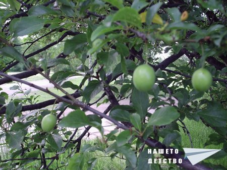 Кацнал бръмбар на трънка