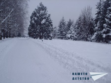 Кацнал бръмбар на трънка