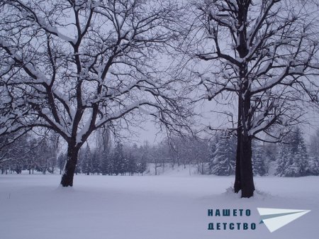 Кацнал бръмбар на трънка