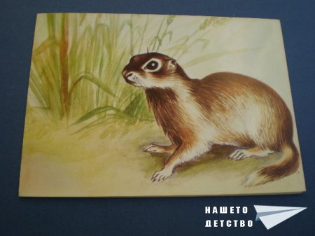 Картички с животни