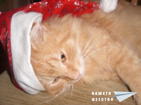 Котките