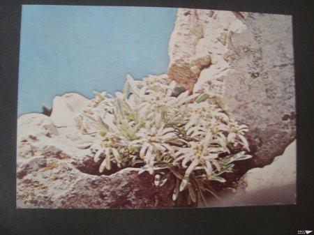 Пролетни картички - 2