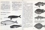 Околосветско Плаване - Детска Морска Енциклопедия - 5 част