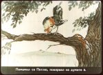 Петлю и Врабчо